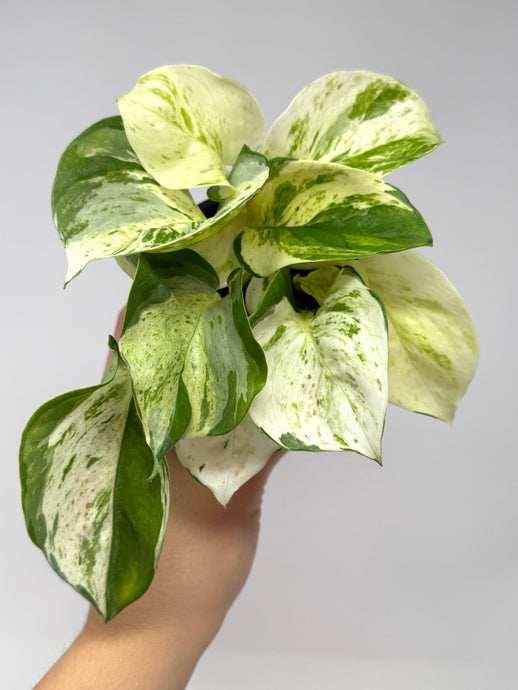 Epipremnum Aureum 'Manjula'