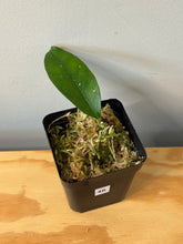 Load image into Gallery viewer, 46. Hoya Cystiantha Splash