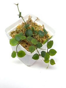 Dischidia Hirsuta