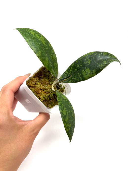 Hoya Lambii Silver F