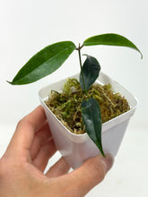 Load image into Gallery viewer, Hoya Chloranthae