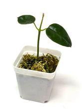 Load image into Gallery viewer, Hoya Lauterbachii