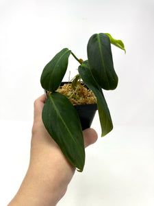 Philodendron Gigas