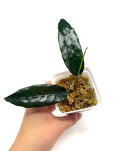 Load image into Gallery viewer, Hoya Onychoides