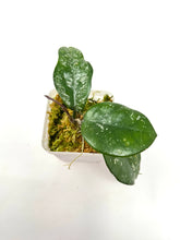 Load image into Gallery viewer, Hoya Carnosa ‘Oval Splash’