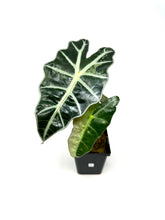 Load image into Gallery viewer, Alocasia Amazonica Variegated A