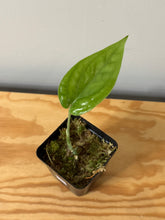 Load image into Gallery viewer, 108. Amydrium Medium