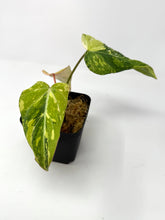 Load image into Gallery viewer, Philodendron Gloriosum Variegated G