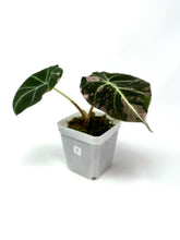 Load image into Gallery viewer, Alocasia Black Velvet Variegated C