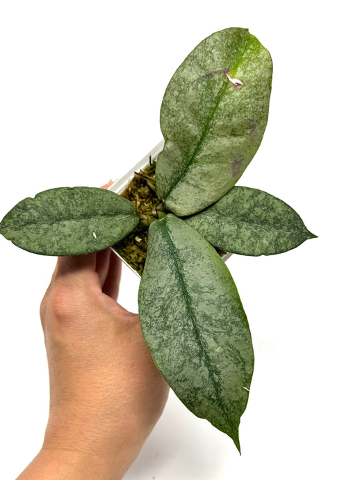 Hoya Mitrata Silver E