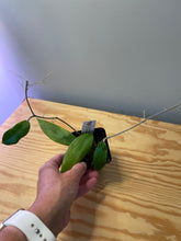 Load image into Gallery viewer, 75. Hoya UT-038 ‘Flores Island’