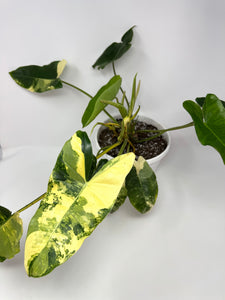 Philodendron Burle Marx Variegated (large)