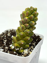 Load image into Gallery viewer, Euphorbia Ritchiei Variegated (Ships within Canada only)