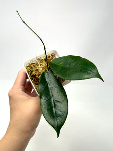 Hoya Megalaster