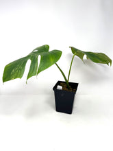 Load image into Gallery viewer, Monstera Deliciosa Aurea Variegated C