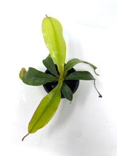 Load image into Gallery viewer, Nepenthes Dyeriana