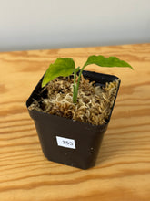 Load image into Gallery viewer, 153. Monstera Obliqua