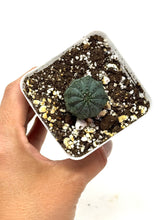 Load image into Gallery viewer, Euphorbia Obesa (Ships within Canada only)