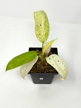 Load image into Gallery viewer, Philodendron Whipple Way B