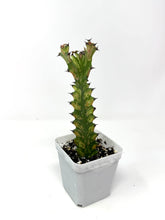 Load image into Gallery viewer, Euphorbia Trigona ‘Mint Cream’ (Ships within Canada only)
