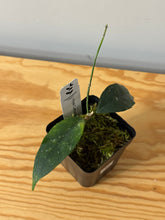 Load image into Gallery viewer, 139. Hoya Cystiantha Splash (less splash)