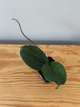 Load image into Gallery viewer, 256. Hoya Lambii