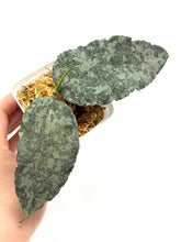 Load image into Gallery viewer, Hoya Caudata Silver Ghost