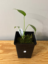 Load image into Gallery viewer, 81. Monstera Deliciosa Albo Variegated
