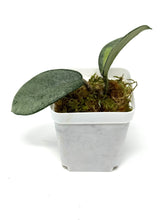 Load image into Gallery viewer, Hoya Carnosa ‘Argentea Princess’ B