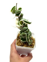Load image into Gallery viewer, Hoya Carnosa Compacta Albo Variegated Large