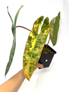 Philodendron Billietiae Variegated A