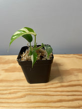 Load image into Gallery viewer, 199. Rhaphidophora Tetrasperma Variegated