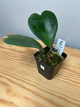 Load image into Gallery viewer, 93. Hoya Kerrii Variegated (inner)