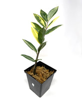 Load image into Gallery viewer, Zamioculcas Zamiifolia Variegated “ZZ” B