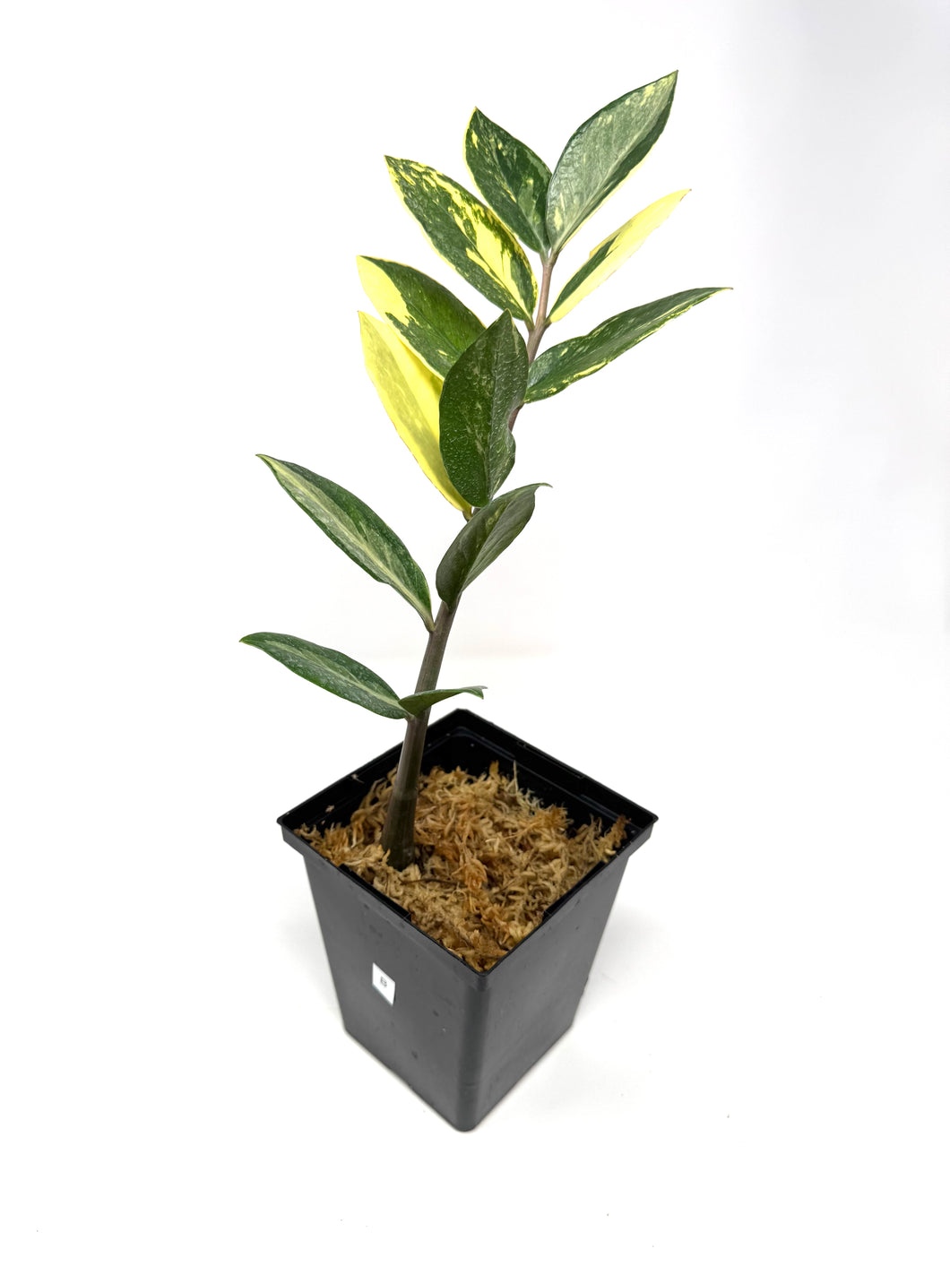 Zamioculcas Zamiifolia Variegated “ZZ” B