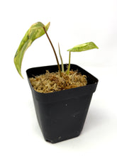 Load image into Gallery viewer, Philodendron Gloriosum Variegated E