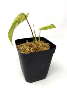 Philodendron Gloriosum Variegated E