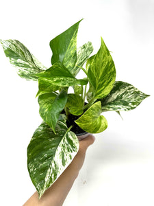 Epipremnum Aureum “Marble Queen”