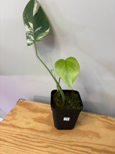 Load image into Gallery viewer, 146. Monstera Deliciosa Albo Variegated