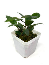 Load image into Gallery viewer, Hoya Walliniana UT-152