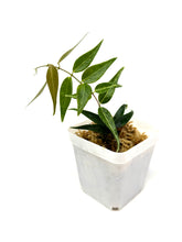 Load image into Gallery viewer, Hoya Leucantha
