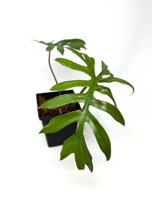 Philodendron Mayoi