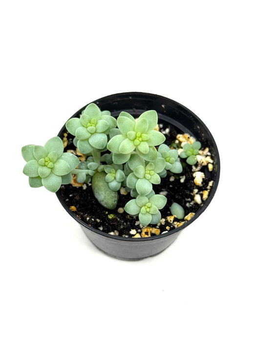 Sedum Morganianum ‘Burro’s Tail’