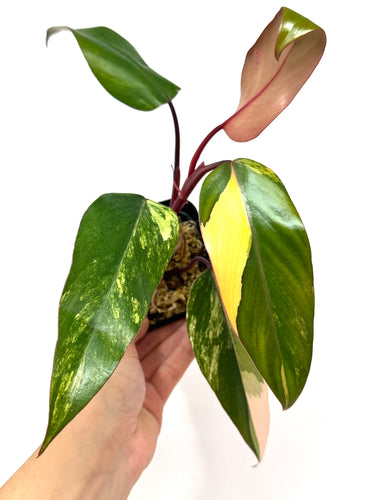 Philodendron Strawberry Shake