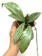 Load image into Gallery viewer, Hoya Pubicalyx Pink Silver Ghost B