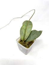 Load image into Gallery viewer, Hoya Mitrata Silver A