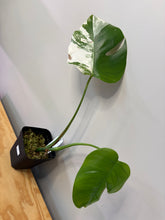 Load image into Gallery viewer, 152. Monstera Deliciosa Albo Variegated