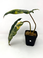Load image into Gallery viewer, Philodendron Billietiae Variegated C