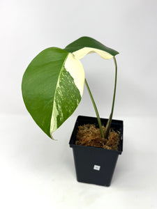 Monstera Deliciosa Albo Variegated H