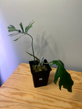 Load image into Gallery viewer, 203. Philodendron Mayoi